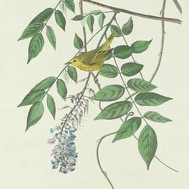 blue eyed yellow warbler Robert Havell after John James Audubon 1830 by Audubon