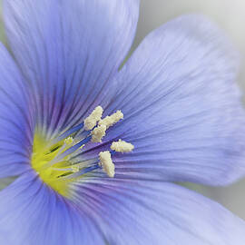 Blue Flax Close-up by Patti Deters