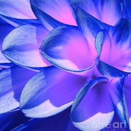 Blue Iced Dahlia by Chad and Stacey Hall