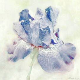 Blue Iris Flower 