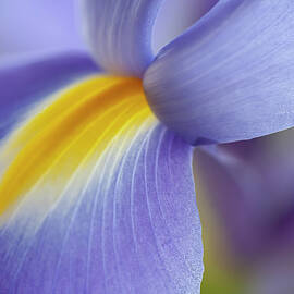 Blue Iris Macro by Jenny Rainbow
