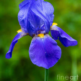 Blue Iris by Melissa OGara