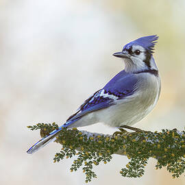 Blue Jay Pause by Patti Deters