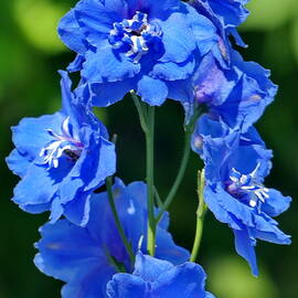  Blue Larkspur by Lyuba Filatova