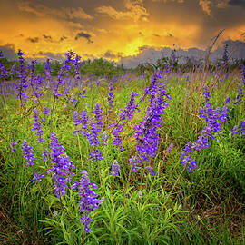 Blue Salvia Sunset in the Hill Country by Lynn Bauer