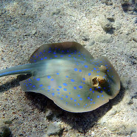 Blue Spotted Stingray In The Red Sea by Johanna Hurmerinta
