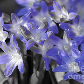 Blue Spring Flowers in Iowa