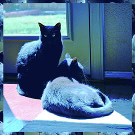Blue Tinted Window Cats by Katherine Nutt