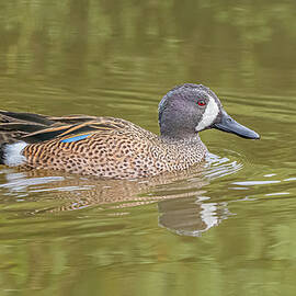 Blue Winged Teal In Winter