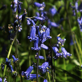 Bluebells in Bloom by James Dower