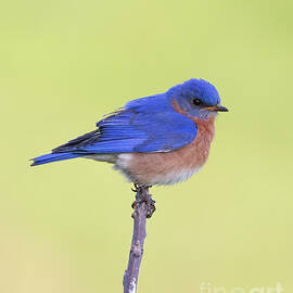 Perched Bluebird 1 by Chris Scroggins