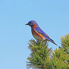 Bluebird In The Pine by Debbie Oppermann