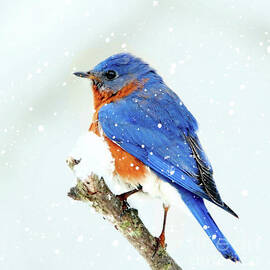 Bluebird In The Snow by Tina LeCour