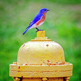 Bluebird On Hydrant by Brian Wallace