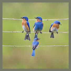 Bluebirds on a Clothesline by Donna Kennedy