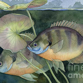 Bluegill by Paul Brent