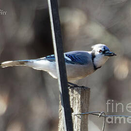 Bluejay With Seed by S Jamieson