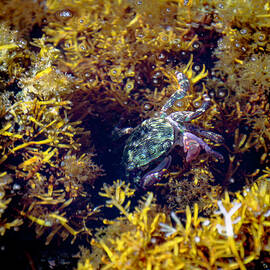 Bluish Green Crab In The Tide Pool by Her Arts Desire