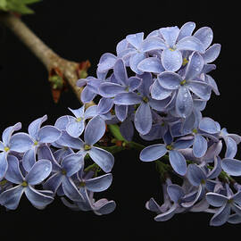Bluish Purple Lilac