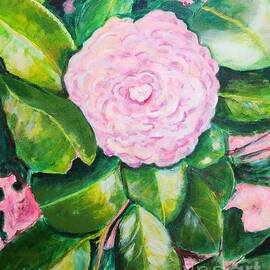 Blush Pink Camellia by Laurie Morgan