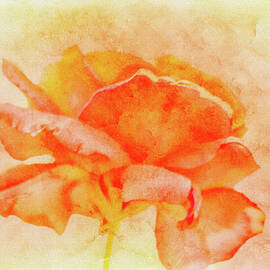 Blushing Rose ... by Judy Foote-Belleci
