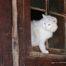 Bob-white Kitty In Barn Window  by R christopher Vest