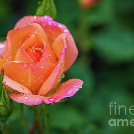 Boerner Rose Buds by Andrew Slater