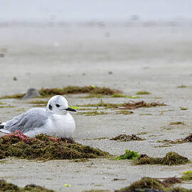 Bonaparte's Gull at Cedar Island by Bob Decker