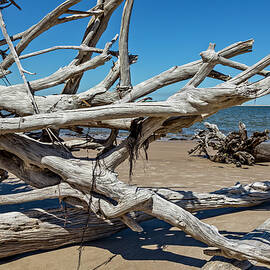 Boneyard Beach, Big Talbot Island State Park - 12 by Kelley King