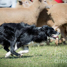 Border Collie herding sheep