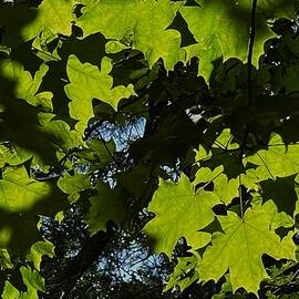Bright green maple leaves by Thomas Brewster