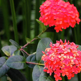 Bright Orange Flowers