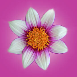 Bright Pink Dahlia Square by Patti Deters