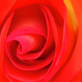 Bright Red and Orange Rose by Saving Memories By Making Memories