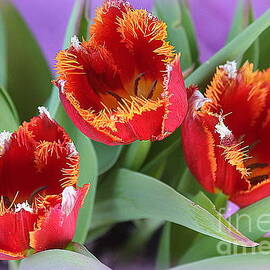 Bright Red Parrot Tulips by Dora Sofia Caputo