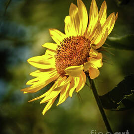 Bright Wild Sunflower by Robert Bales