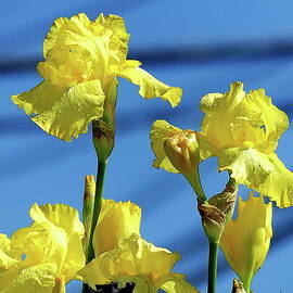 Vibrant Yellow Bearded Irises by Lyuba Filatova