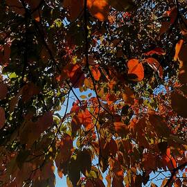 Brilliant red dogwood foliage by Thomas Brewster