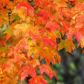 Brilliant Shades of Autumn by Marilyn DeBlock