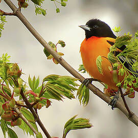 Brilliantly Colored Songbird by Rebecca Grzenda