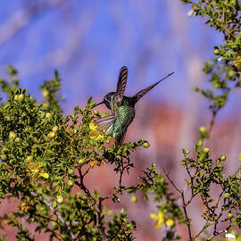 Broad-tailed Hummingbird by Virginia Lucas