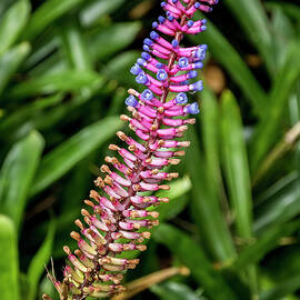 Bromeliad Aechmea fendleri  by Bradford Martin