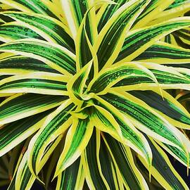Bromeliad Plant Leaves in Poster Art Style