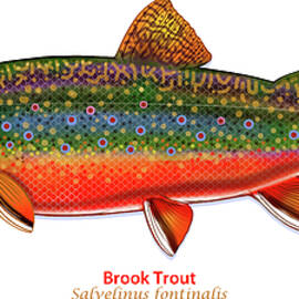 Brook Trout 2021 by Tim Phelps