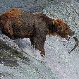 Brooks Falls Bear Fishing by Mitch Knapton