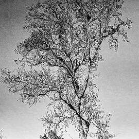 Brookside Gardens Autumn Tree Reflection #3 by Stuart Litoff