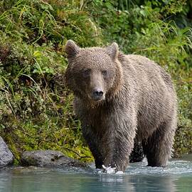 Brown Bear Walking Through River by Barbara Sophia Photography