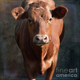 Brown Cow by Yvonne Johnstone