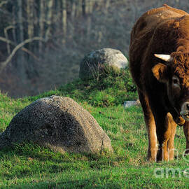 Brown Ox in The Algarve Countryside by Angelo DeVal