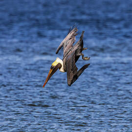 Brown Pelican dives into Estero Bay by Steve Samples